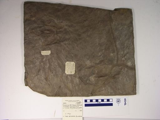 Anchisauripus tuberosus