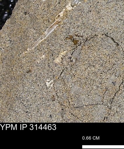 undet. Scaphopoda