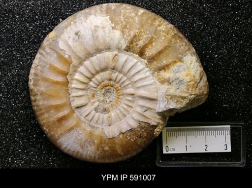 Pictonia baylei