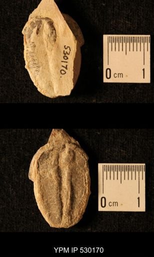 Elrathia kingi