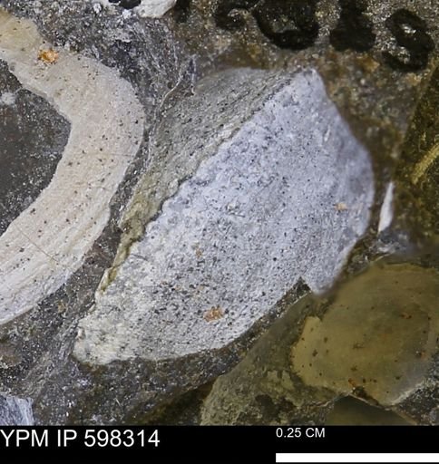undet. Bivalvia