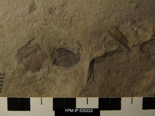 undet. Eurypterida