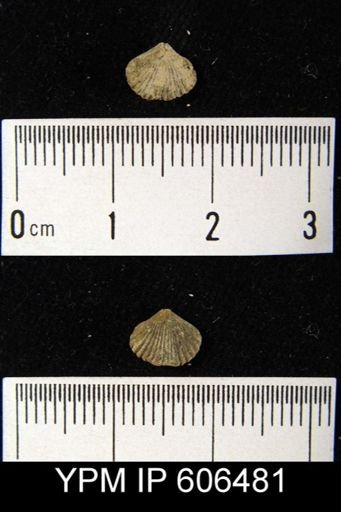 Zygospira sp.