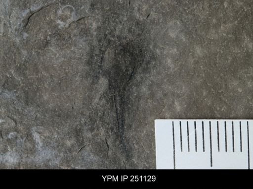 Cooksonia sp.