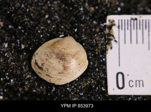 Limopsis striatopunctatus