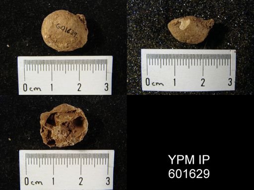 Diaphragmus tenuicostiformus