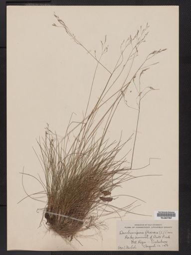 Deschampsia flexuosa