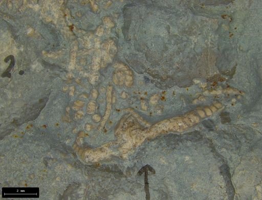 Aplocoma damesii
