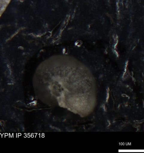 undet. Foraminiferida