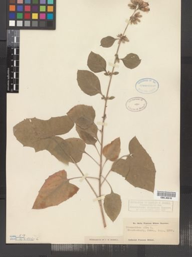 Prenanthes alba