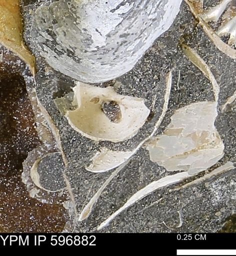 undet. Bivalvia
