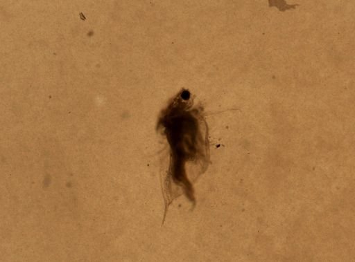 Daphnia pulex