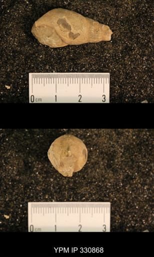 Meekospira peracuta choctawensis