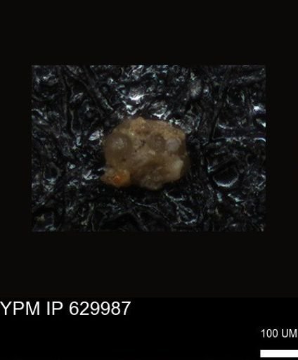 undet. Foraminiferida