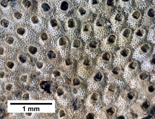 Cryptosula pallasiana