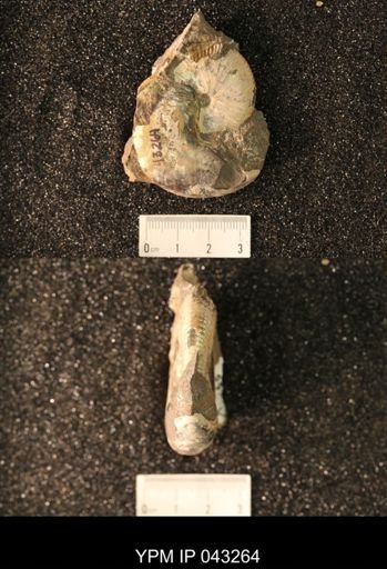 Hoploscaphites nicolletii
