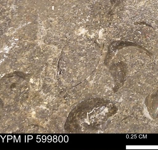Protocardia subquadrata