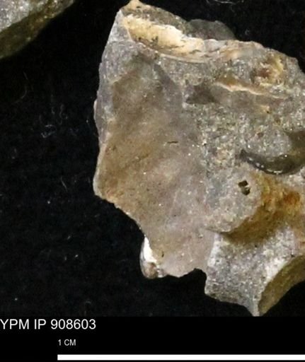 undet. Scaphitidae