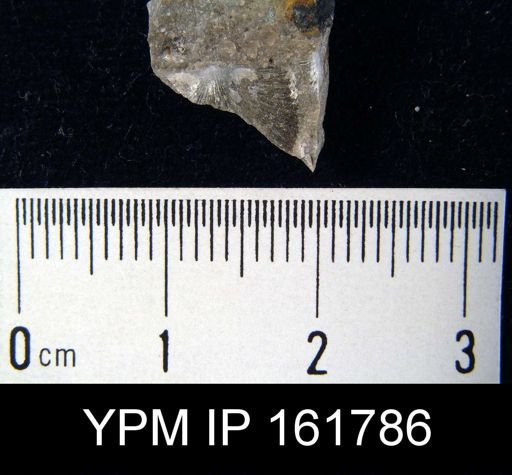 Schuchertella subplana
