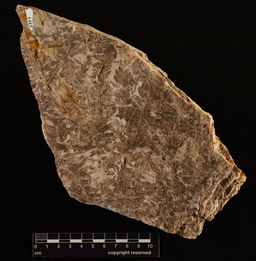 Cladophlebis sp.