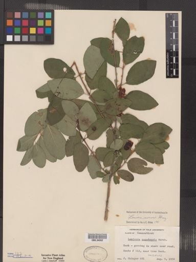 Lonicera morrowii