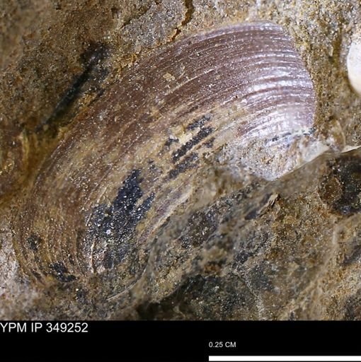 Limopsis striatopunctatus