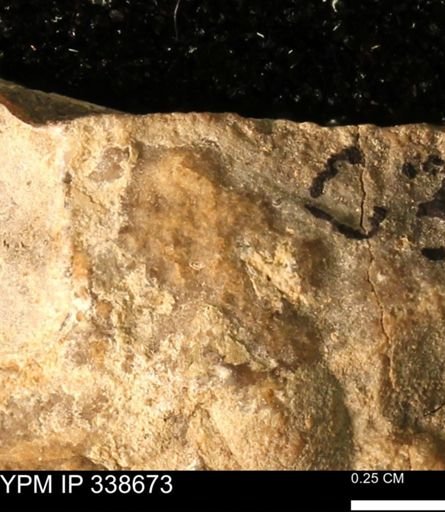 undet. Mollusca