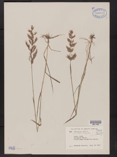 Agrostis alba