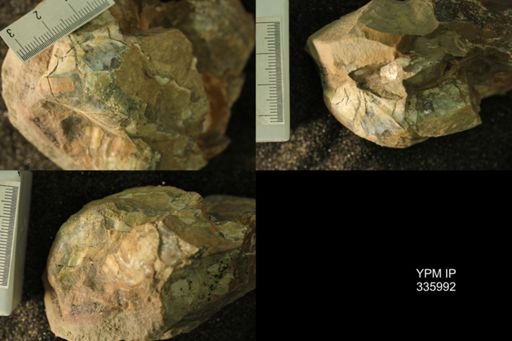 undet. Bivalvia