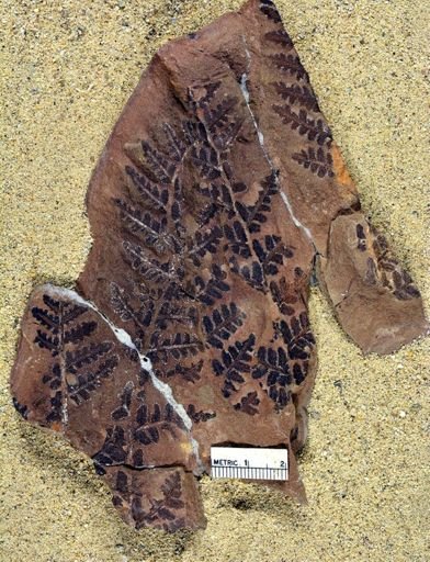 Pecopteris