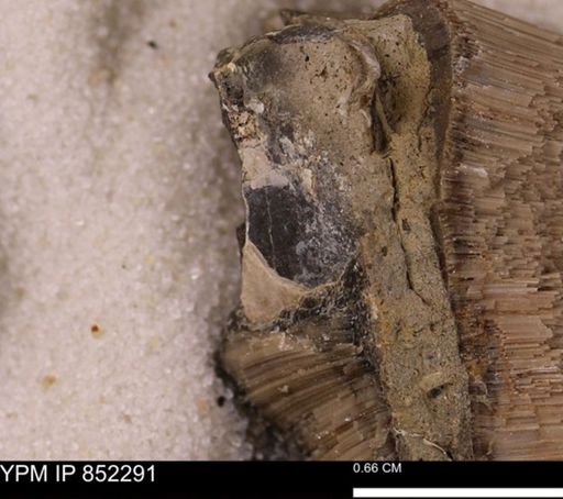 undet. Bivalvia