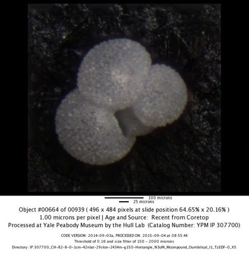 Globigerina bulloides