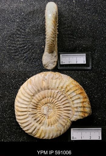 Parkinsonia raricostata