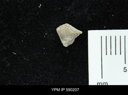 undet. Mollusca