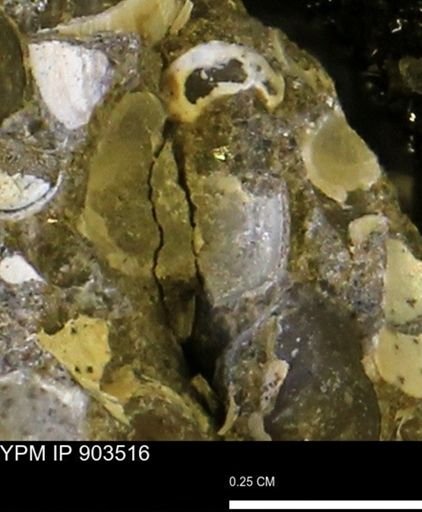 undet. Bivalvia