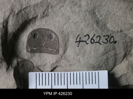 Eurypterus sp.