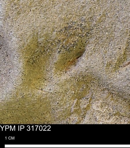 undet. Mollusca