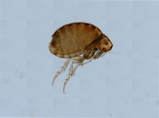 Echidnophaga gallinacea
