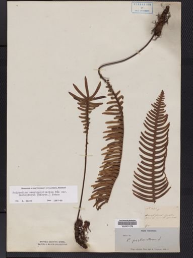 Polypodium