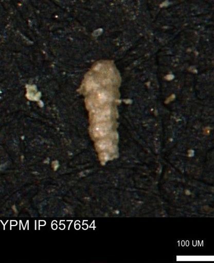 Verneuilinoides kansasensis
