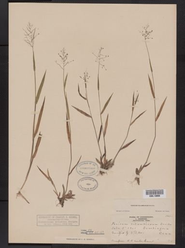 Panicum columbianum