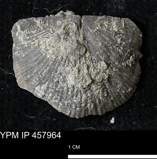 Strophodonta sp.