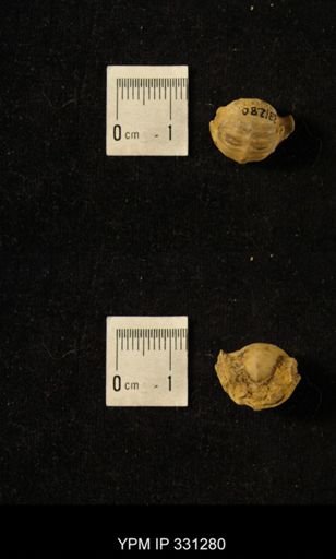 Pharkidonotus tricarinatus