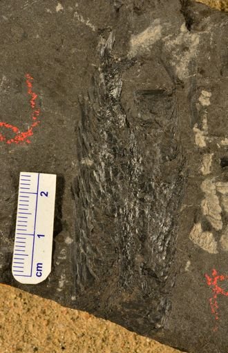 Lepidostrobus sp.