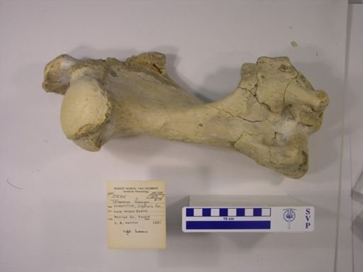 Teleoceras fossiger