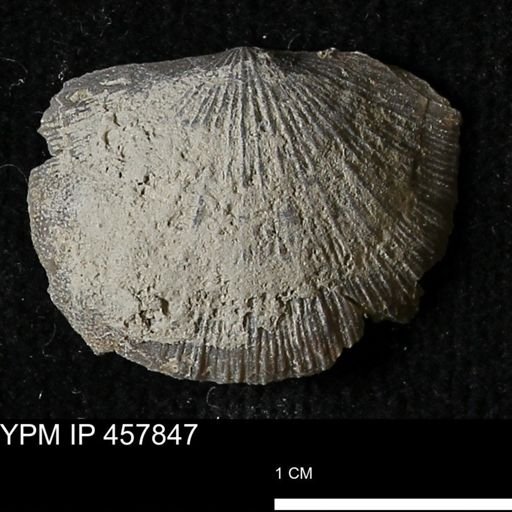 Strophodonta sp.