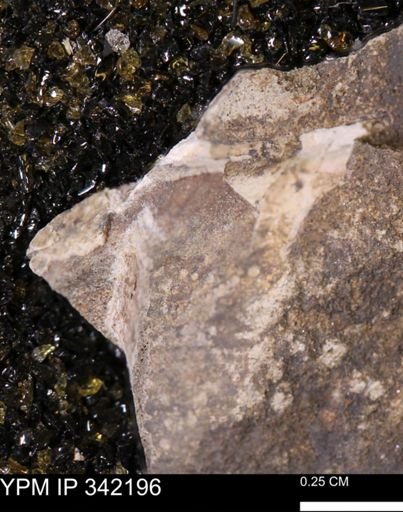 undet. Mollusca