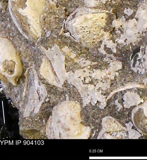 undet. Mollusca
