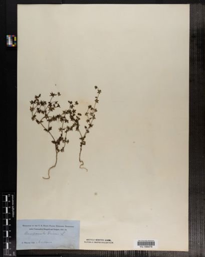 Plantae