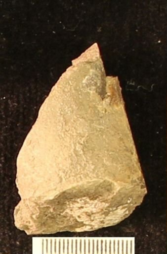 Baculites